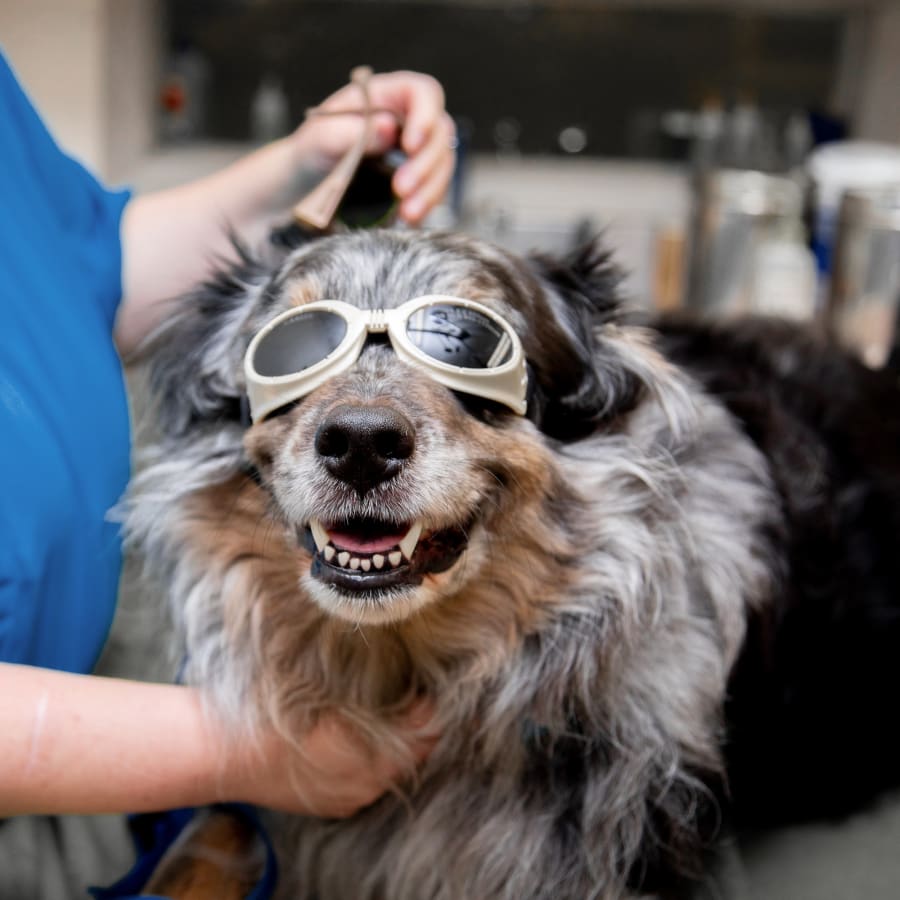 Cold Laser Therapy, Fairfield, NJ Veterinarians