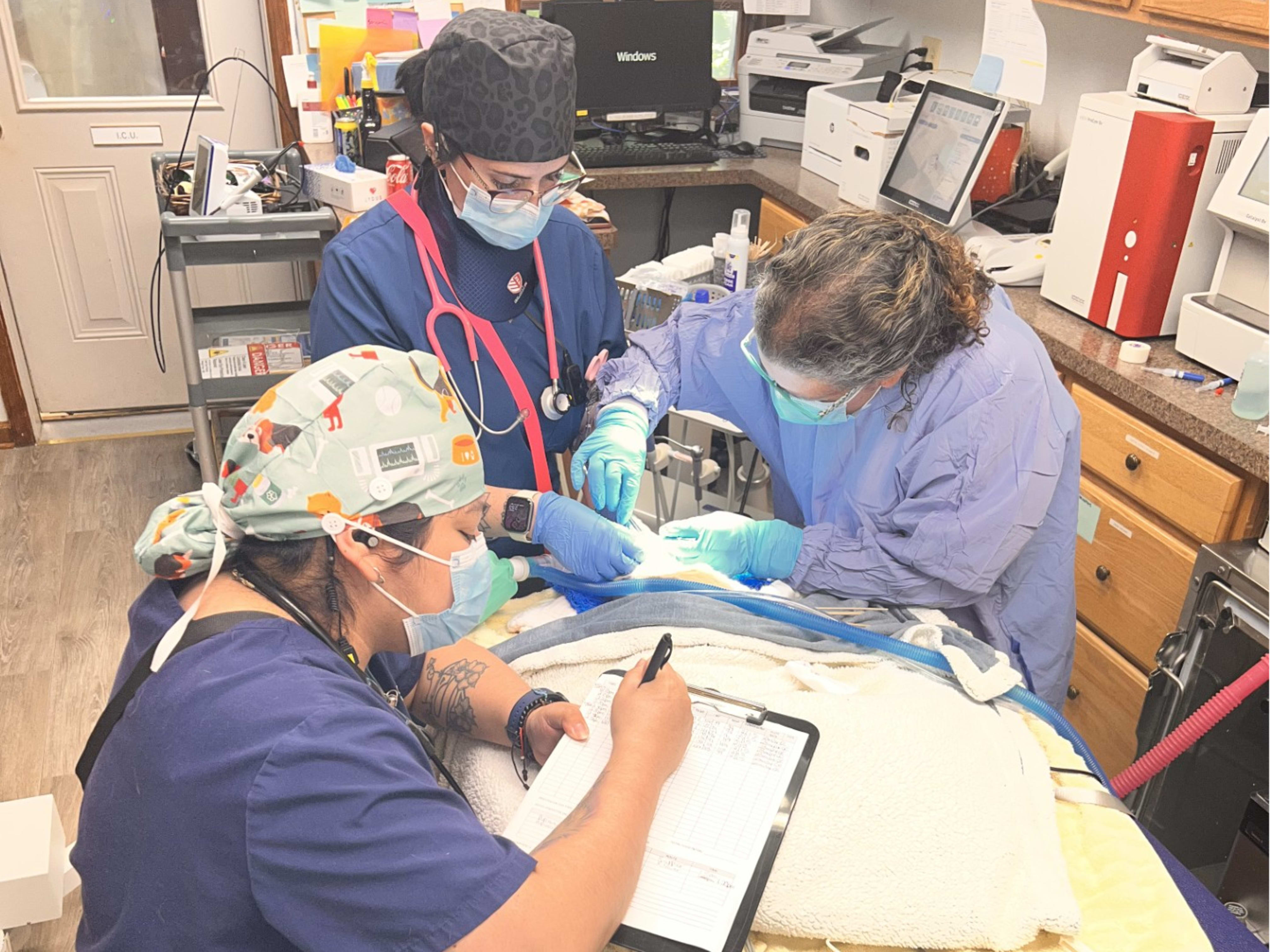 Vet Surgeon in Fairfield, NJ | Pet Surgery